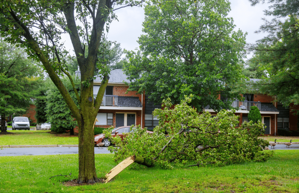 Mature green tree still standing in a Blue Ash, Ohio yard after a storm, with scattered leaves and small twigs on the lawn.