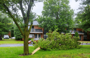 Mature green tree still standing in a Blue Ash, Ohio yard after a storm, with scattered leaves and small twigs on the lawn.