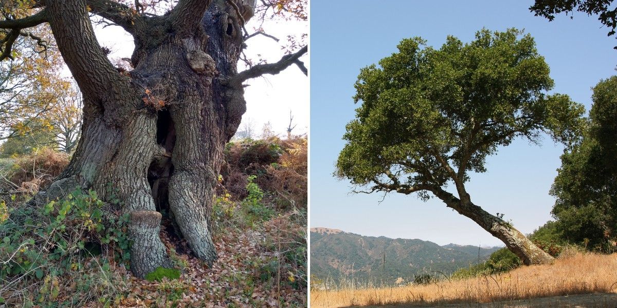 How Do I Know If My Tree Is Dangerous? 1 Side-by-side photos of a hollow oak trunk with an open cavity and a mature oak leaning sharply over a hillside.