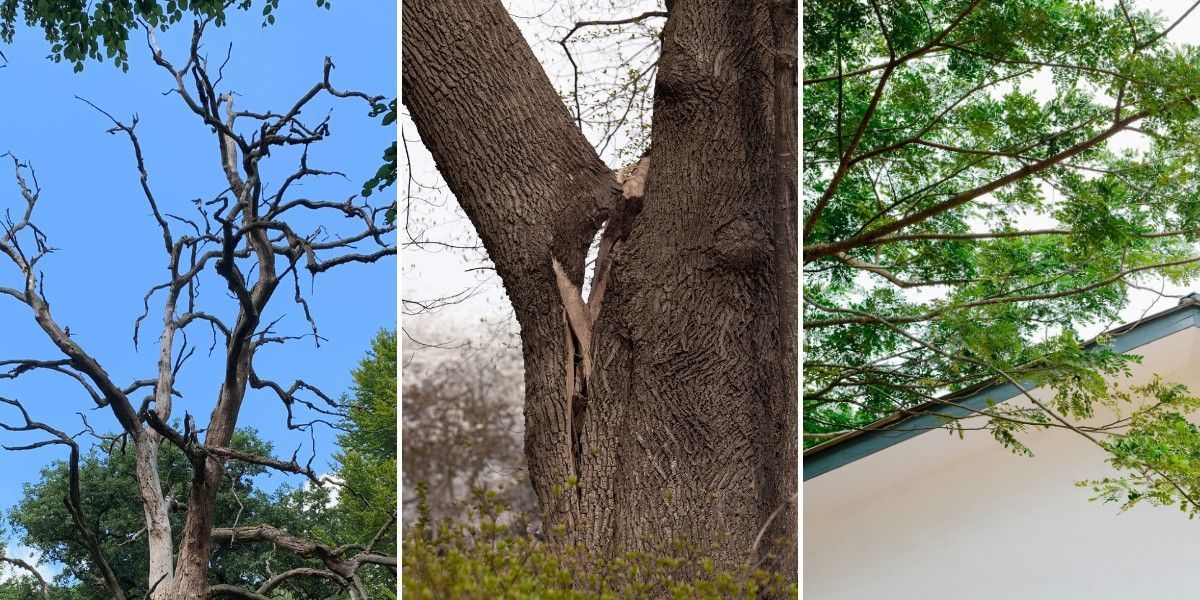What Tree Work Should You Schedule Before Winter? 1 Three tree problems side by side: dead branches against a clear sky, a split trunk with included bark, and green branches hanging directly over a home's roofline.