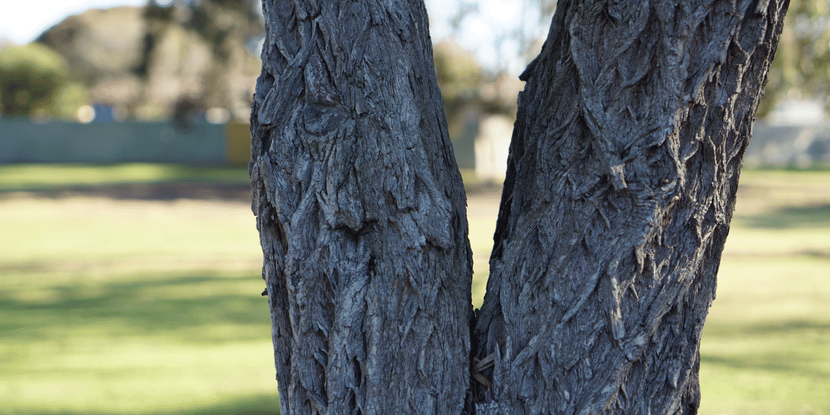 Codominant stems with included bark have a weak union that can fail in the next storm. Tree with two codominant stems joined at a tight V-shaped union with included bark.